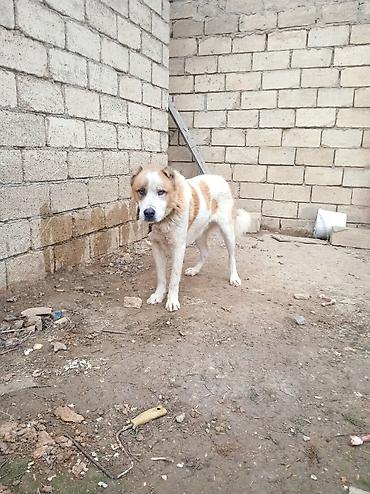 İtlər: Qurdbasar — 4