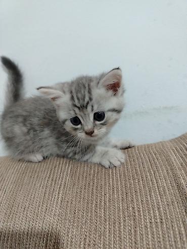 шиншилла кот: Шиншилла, Самка, Самовывоз — 3