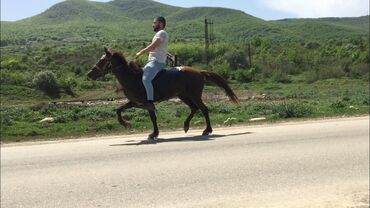 Atlar: 5 yaşı var erkeydi 35 -38 yorga gedr Nomreye birbaşa zeng edin