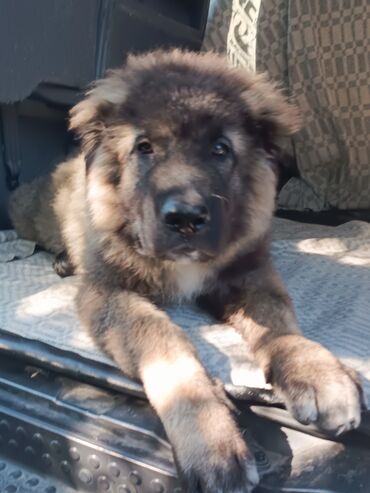 овчарки немецкий: Caucasian Shepherd Dog, 3 айлык, Эркек, Ит тегин тастыктоочу документ