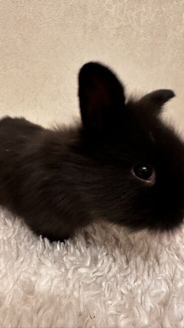 я ищу кроликов: 🐰🥰Новые малышки, 1 месяц🥰 Пухлые декоративные крольчата карликового