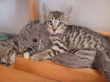 кошки сиамская: Бенгальская, 2 месяца, Девочка, Биколор, Приучена к лотку — 10