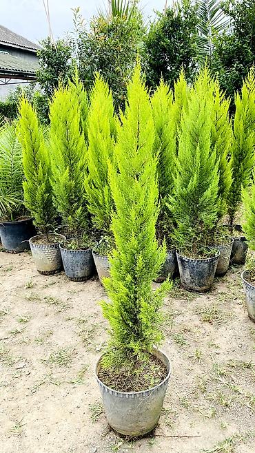 ağaç adları: Limonni yolka agacları çox münasib qiymətə satişda dibçəkdə böyüdülmüş — 2