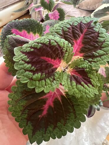 Otaq bitkiləri: Butun guleri endirimnen satiram ancag xanimlara satiw olur cox gul — 1