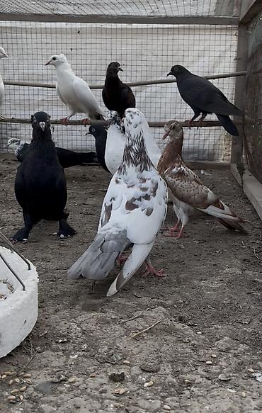 delfin goyərcin: Göyerçinler satılır 12 göyerçin. Tek tek satılmır — 2