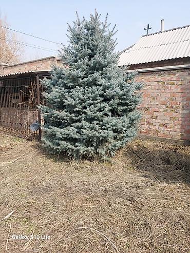 Ель голубая 3м - Пышная крона правильной конической формы, густые