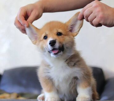 İtlər: Korgi, 2 ay, Erkek, Sənədli, Pulsuz çatdırılma — 12