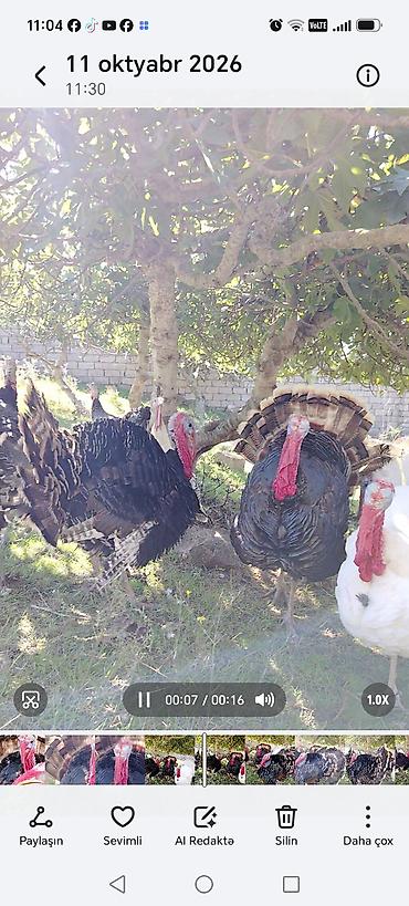 hınduska: Erkək, Damazlıq — 7
