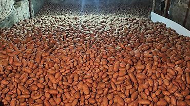topdan satis erzaq: 🥔 Gədəbəy Təbii Yeməlik Kartofu Satılır 🥔 Sarpo Mira sortu – — 1