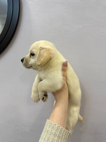 İtlər: Retriever, 2 ay — 5