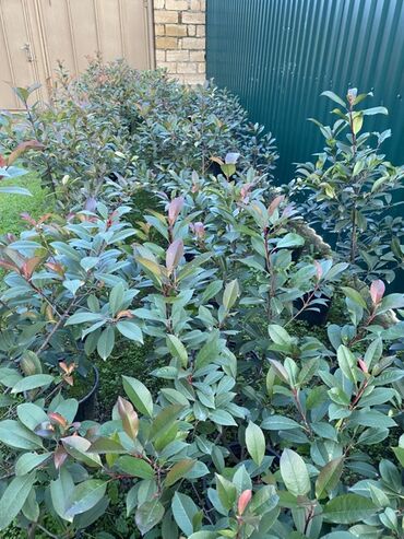 Şitillər: 🌿 Satılır – Dekorativ Həyət və Bağ Bitkiləri 🌳 Həyət və bağların — 8