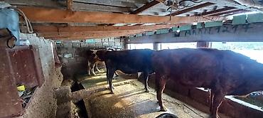 Коровы, быки: Продаю | Корова (самка) | Для разведения | Привязанные — 13