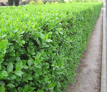 Другие товары для дома и сада: Услуги Садовника Стрижка живой изгороди Уборка дикой травы Покос at lalafo.kg — 6 Другие товары для дома и сада: Услуги Садовника Стрижка живой изгороди Уборка дикой травы Покос — 6