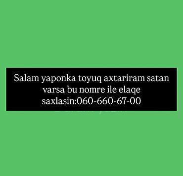 quşlar göyərçin: Toyuq, Damazlıq — 1