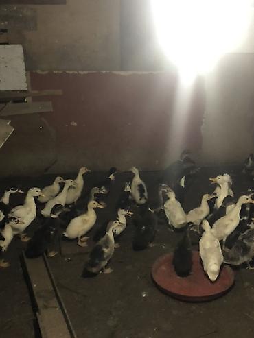 qusar heyvan satışı: 35/45 Gunluk ordek balalari 5azn/6azn 13 gunluk 3.70 azn 1 hefdelik — 4