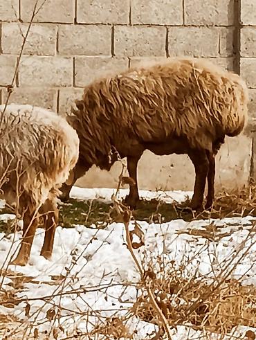 Баран, овца: Продаю | Овца (самка) | Для разведения — 12