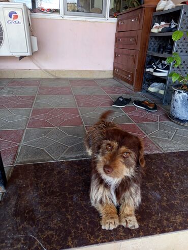 barter itlə: Zvonok, 2 il, Erkek, Pulsuz çatdırılma