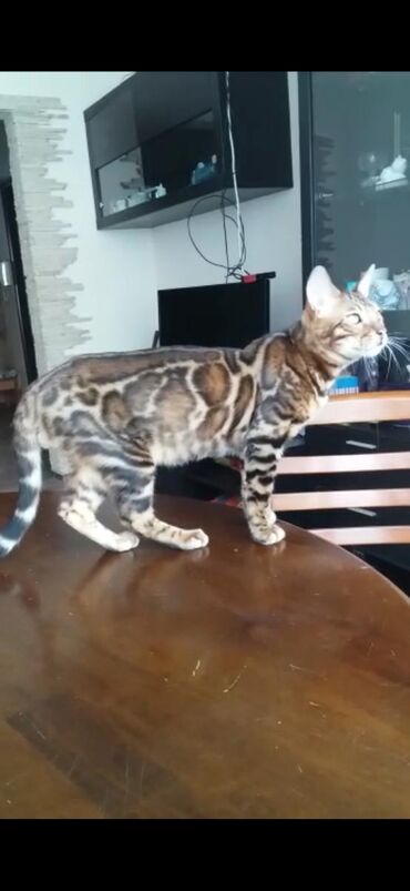 сибирская гладкошерстная кошка: Красивейшие бенгальские котята .вырастают вот такими красавцами очень