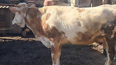 Inəklər, öküzlər: Dişi, Simental, il: 3, 450 kq — 8