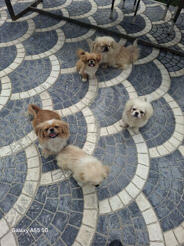 çubus it: Pekines, 3 ay, Erkek, Ünvandan götürmə