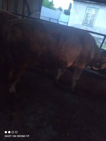Коровы, быки: Продаю | Бык (самец) | Айрширская, Аулиекольская | На откорм, На забой, Для разведения | Искусственник