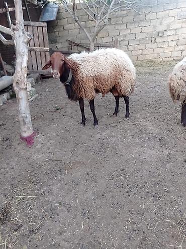 kömeye telesen itler: Qoyun sürüsü – yerli ətlik-yunlu tip - Növ: yerli xallı/qaradolaq — 4