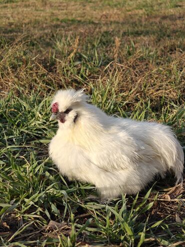 Куры, петухи: Продаю | Куры | Для разведения — 8