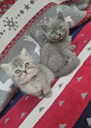 quş: Tabbi, Erkək, Yaxşı əllərə, Ünvandan götürmə — 5