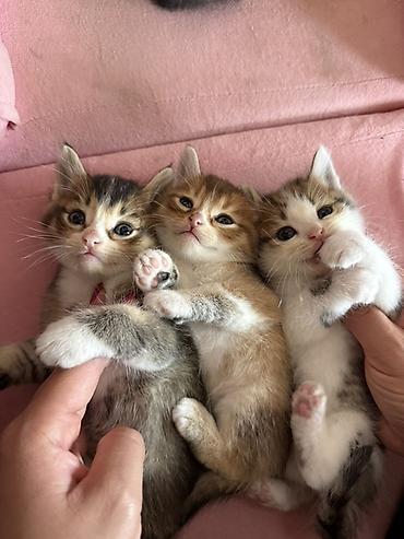 heyvanlara verilən adlar: Ana gold chinchila (long hair) Ata british shorthair 1ay yarimliq — 7