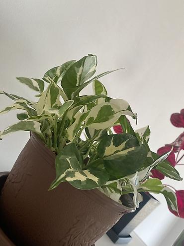 xoruz otu bitkisi: Skandens Potos (Epipremnum aureum ‘N’Joy’) – bəzəkli otaq bitkisi - — 1
