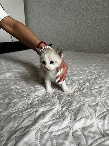 Pişiklər: Siam, Erkək — 3