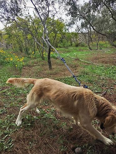 cücə və xoruz: Golden Retriever itin yiyəsi axtarılır. Boş bekar adamlar narahat — 1