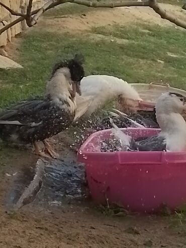 Ördəklər: Ev şəraitində bəslənən ördəklər - Növ: məişət üçün saxlanılan — 14