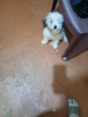 возьму породистого котенка в дар: Pudel, 2 ay, Dişi