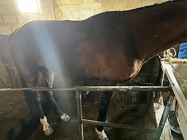 Лошади, кони: Продаю | Жеребец | Рабочий — 5