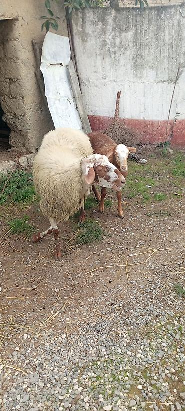 qoyun quyruğu: Qoyun və quzu – ana bala dəsti - Növ: yerli qoyun (ana) və eyni rəng — 2