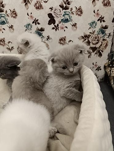 Pişiklər: Şotland, Ödənişli çatdırılma — 15