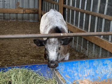 на ферме есть куры козлы и коровы: Продаю | Музоо, торпок | Бельгийская | На откорм, Для разведения | Племенные, Искусственник