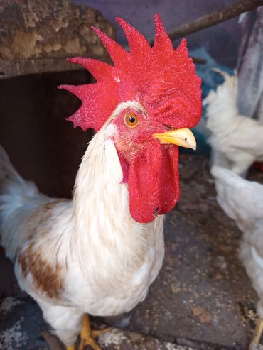 собаки на продажу: Xoruz, il: 1, Ünvandan götürmə