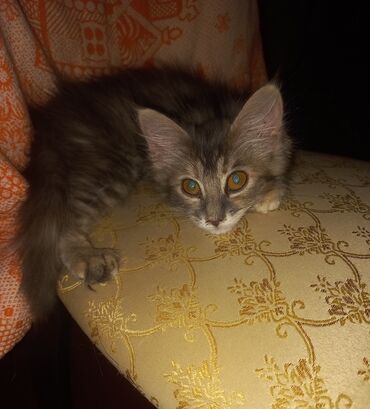 персидский кот цена: Отдадим в ответственные руки пушистика по имени Мишель, это девочка