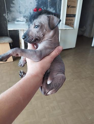 Продажа собак: 1 месяц, Самец — 4