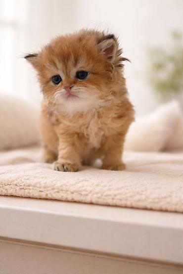 золотая шиншилла цена: 👑 Elite Golden Chinchilla balaları – ağ, qızılı və pələng naxışlı Ev — 4