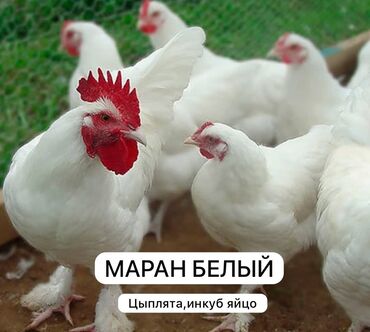 Куры, петухи: Продаю | Цыплята, Инкубационные яйца