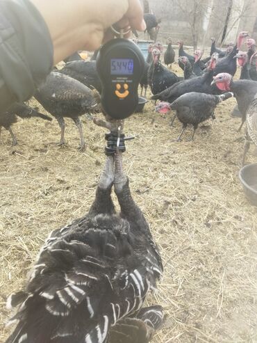 Индюки: Продаю | Индюк (самец) | Полукровка | На забой | Племенные — 18
