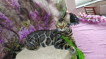 Продажа кошек: Бенгальские Детки .проф питомник Бен Гла Мур. предлагает Девочек и — 3