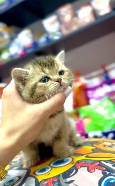 Коты: Tam temiz cins black golden chinchilla scottish erkək ve disi balalar