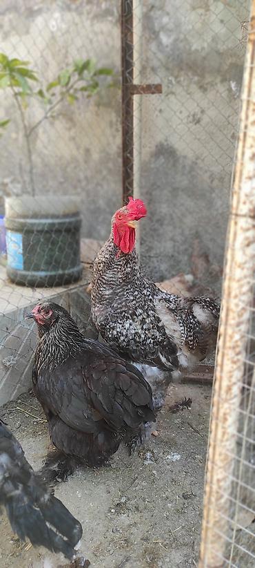 tap az goyercinler: Xoruz həm damazlıq hem kəsimlik cavan 3 kq çəkisi var — 3