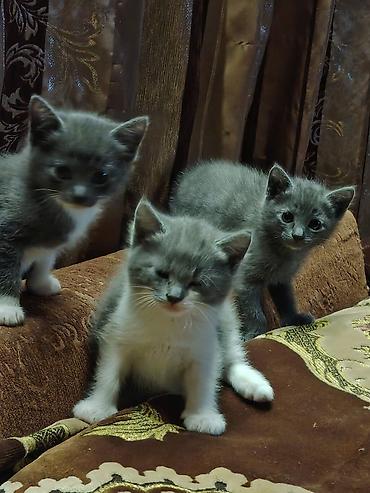 Pişiklər: Britan, Erkək, Dişi — 1