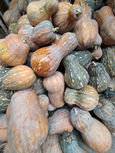 уголь каракече бешсары шабыркуль каражыра доставка бишкек купить фото: ПРОДАЮ ТЫКВУ !!! 15 сом кг 🙌🏻. ГРУШЕВИДНАЯ ( с огорода )Кара -Балта