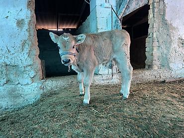 Коровы, быки: Продаю | Музоо, торпок | Полукровка | На откорм | Племенные — 6